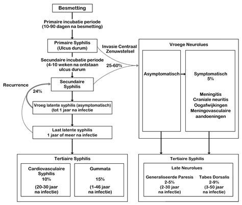 syfilis incubatietijd|Syfilis (Syphilis, lues) (SOA)